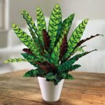 Calathea-indoor-plant