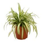 Chlorophytum-or-spider-plant