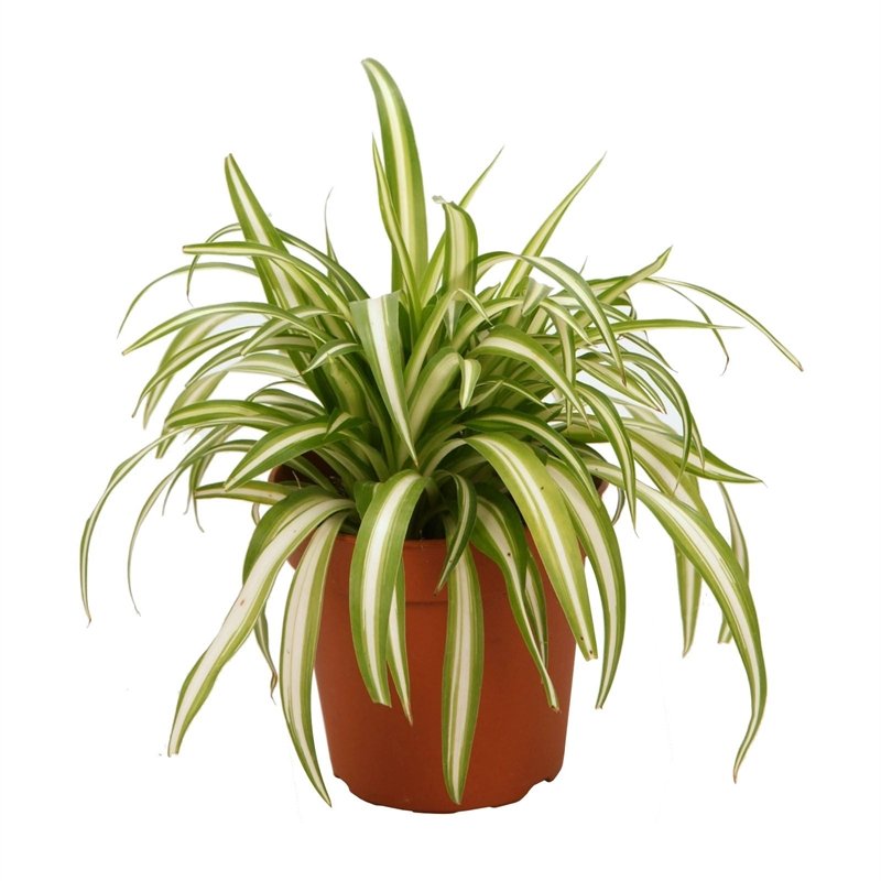 Chlorophytum Spider Indoor Plant