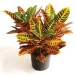 Codiaeum-croton-plant