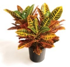 Codiaeum or Croton Plant