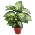 Dieffenbachia-dumbcane