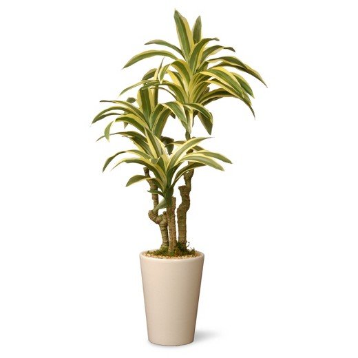 Dracaena Indoor Plant