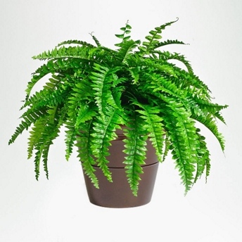 Ferns Indoor Plant