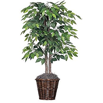 Ficus Indoor Plant