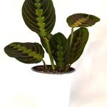 Maranta-red-prayer-plant