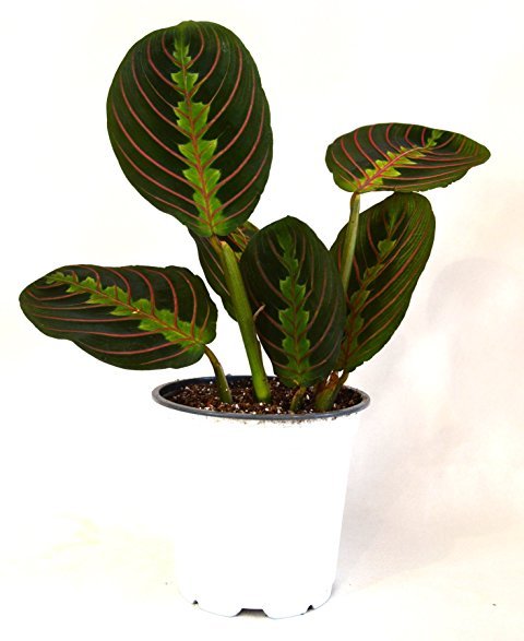 Maranta Prayer Indoor Plant