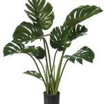 Monstera-cheese-plant