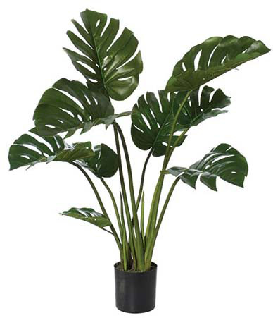 Monstera Cheese Plant