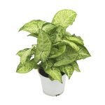 Nephthytis-White-Butterfly