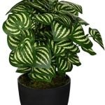 Peperomia-Plant
