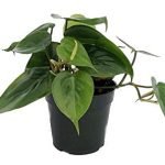 Philodendron-plant