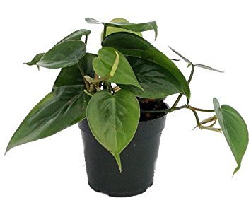 Philodendron indoor plant