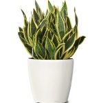 Sansevieria-snake-plant