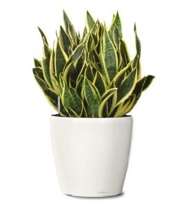 Sansevieria / Snake Plant