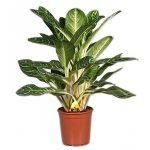 aglaonema