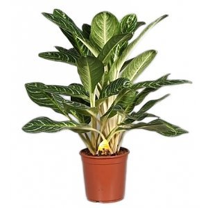 Aglaonema Plant