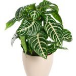 aphelandra-squarrosa-plant