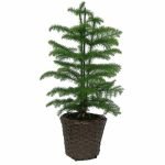 araucaria-cp-wicker-brun