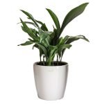 aspidistra