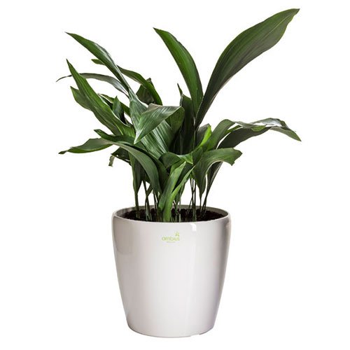 Aspidistra Indoor Plant