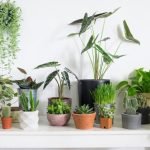best_house_plants_primary