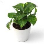 indoor-plant-hybrid-money-plant