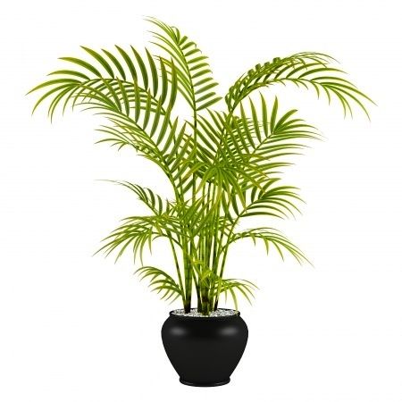 Palms indoor plant