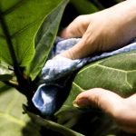 Plants Maintenance Tips