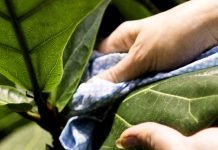 Plants Maintenance Tips