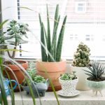 Indoor Plants for Home Office