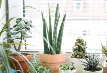 Indoor Plants for Home Office