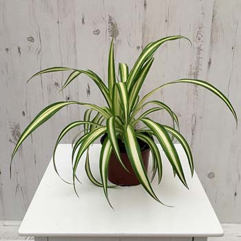 spider-plant-indoor