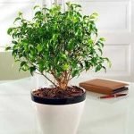 ficus-indoor-plant