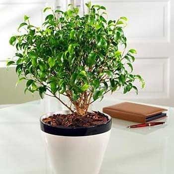 Ficus Indoor Plant
