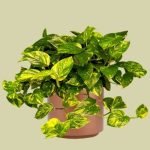 golden-pothos-plant