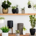 Indoor Plants Air Purifer