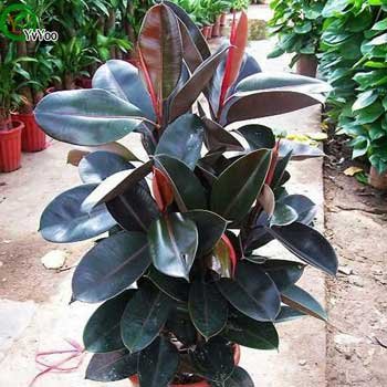 Rubber Tree Plant