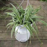 spider-plant