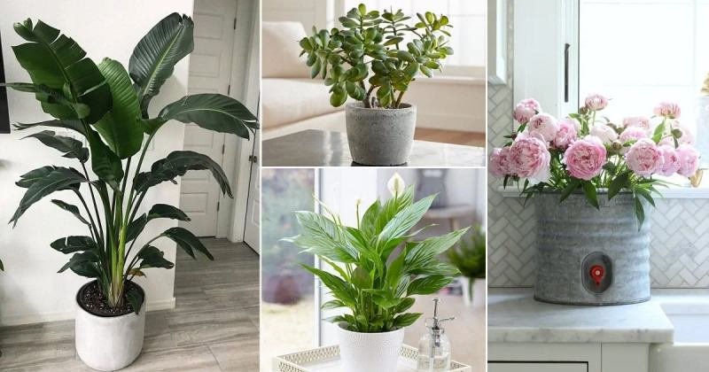 Suitable Plants According To Vastu