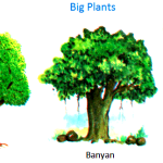 big-plants-tree