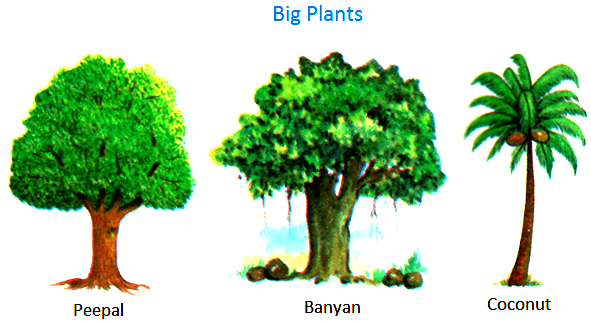 Big Plants and Tree