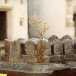 Importance Of Tulsi Plant In Front Of Your Home