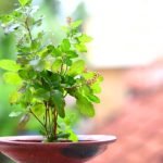 What is The Ideal Location to Plant Tulsi