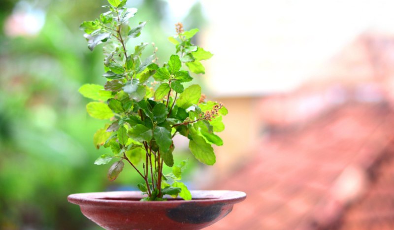 What is The Ideal Location to Plant Tulsi