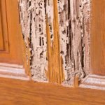 rid-termites-wood