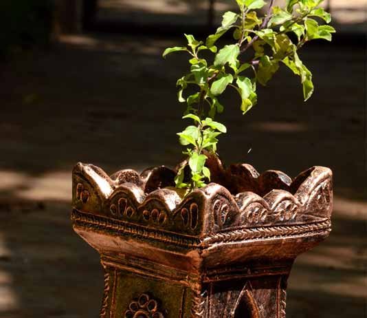 Location of Tulsi Plant as Per Vastu  Benefits and 