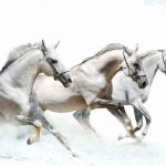 vastu-running-horse-painting