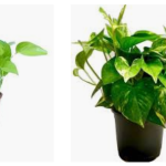 money-plant-price