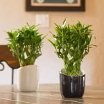 Lucky-Bamboo-Indoor-Plant